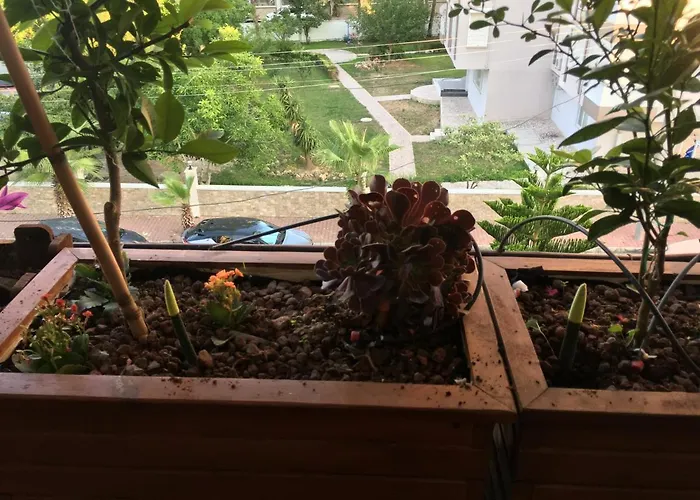 Orange Garden