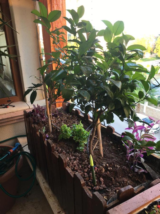 בית אירוח Orange Garden *